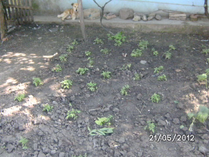 BILD9635 - diletantii