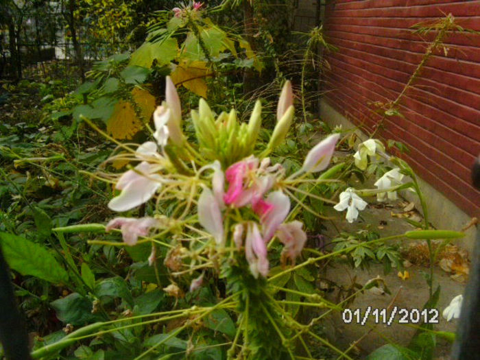 BILD1210 - diletantii