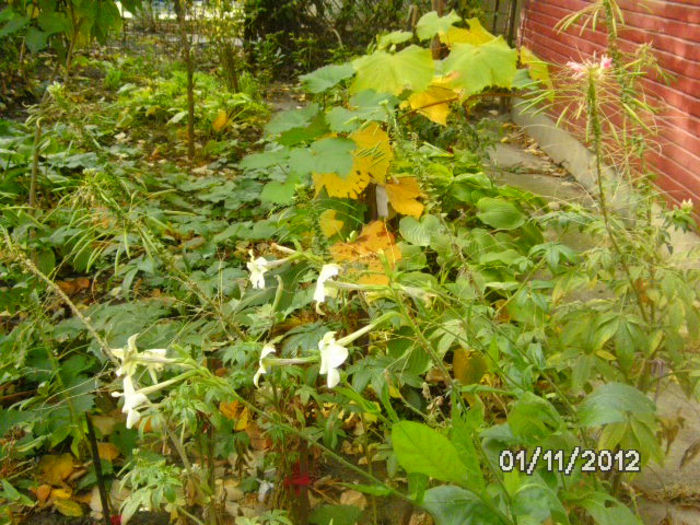 BILD1211 - diletantii
