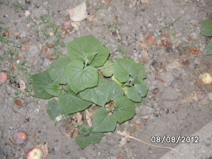 BILD0577 - diletantii
