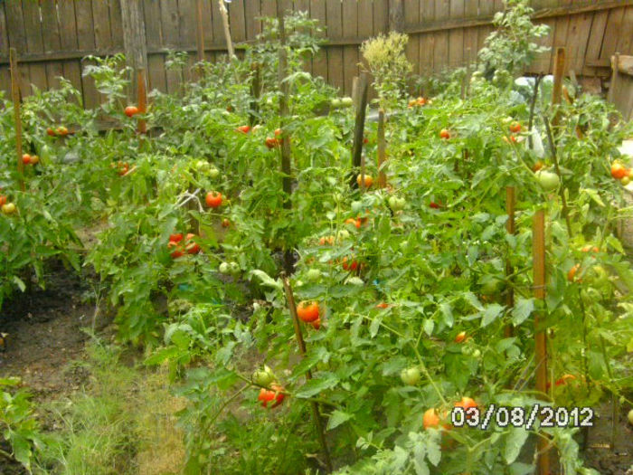 BILD0543 - diletantii