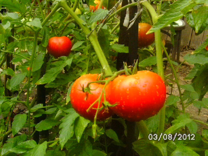 BILD0545 - diletantii
