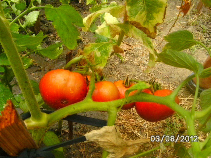 BILD0548 - diletantii
