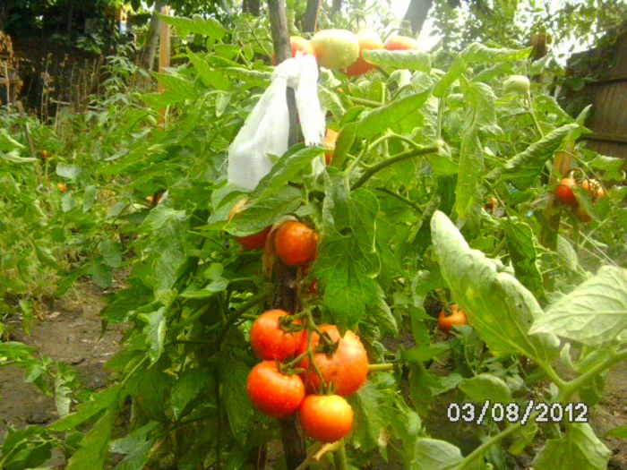 BILD0550 - diletantii