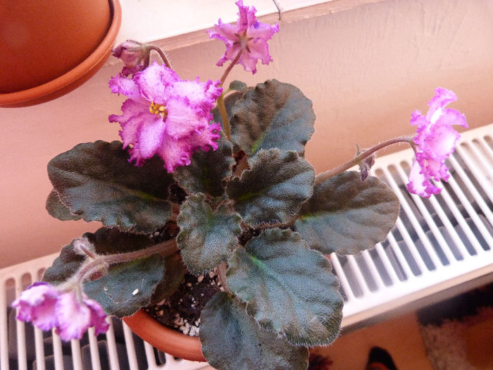 Ozio planta 2 - Violete
