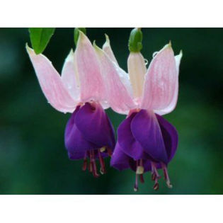 fuchsia Eva Boerg_7 lei - PLANT-SHOP