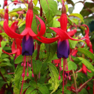 fuchsia Genii_7 lei - PLANT-SHOP