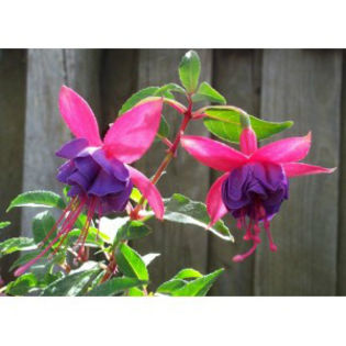 fuchsia-Winston-Churchill_7 lei - PLANT-SHOP