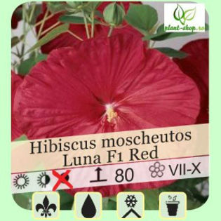 hibiscus-moscheutos-luna-10 lei - PLANT-SHOP