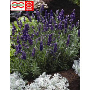 lavandula-angustifolia-ellagance-purple_5 lei - PLANT-SHOP