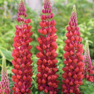 lupinus-polyphyllus-russell-hybrids-my-castle_5 lei