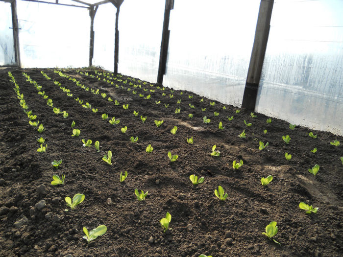salata 200 de fire; repicata pe 13 martie
