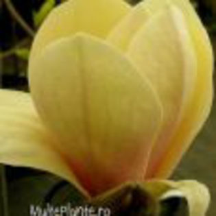 Magnolia Yellow Lantern - MULTEPLANTE