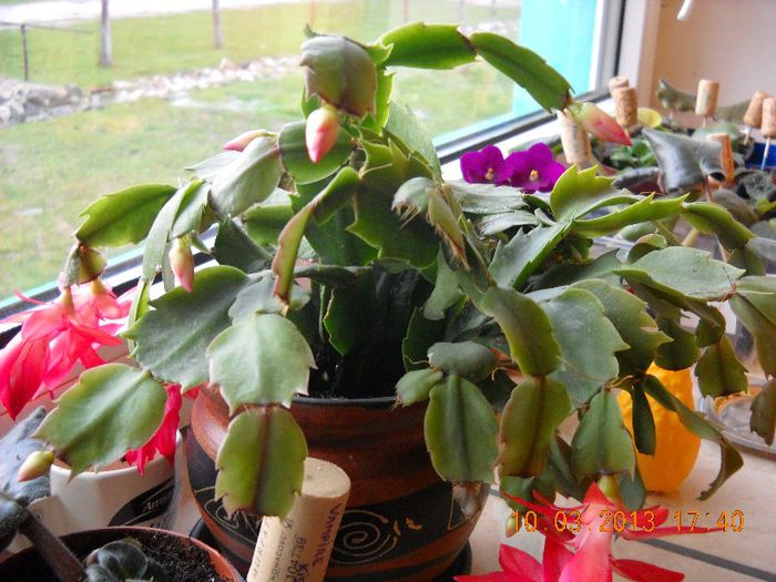 schlumbergera  a doua tura de flori - flori