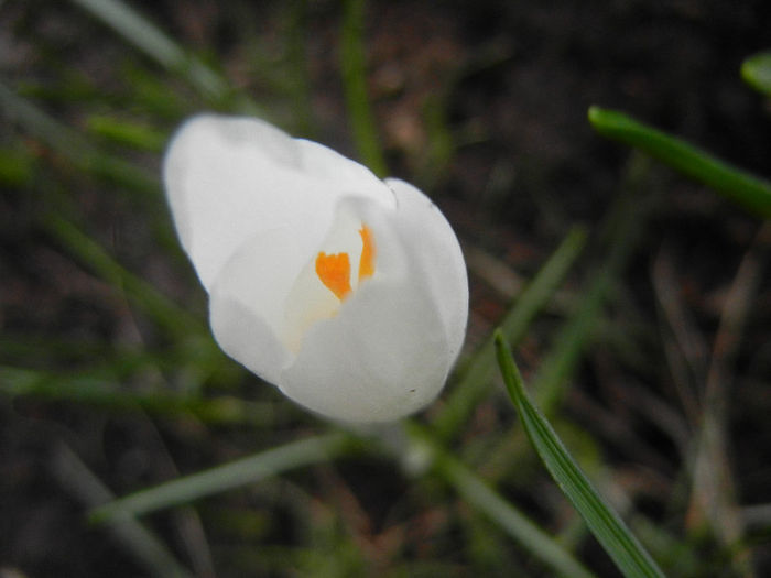 Crocus Jeanne d`Arc (2013, March 14) - Crocus Jeanne d_Arc