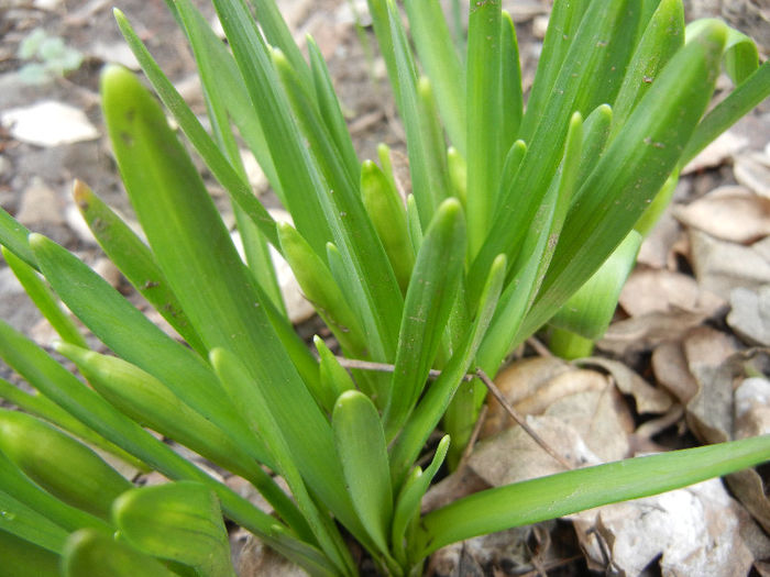 Daffodils_Narcise (2013, March 14) Daffodils_Narcise (2013, March 14)