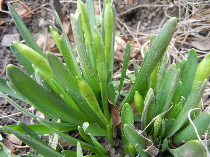 Daffodils_Narcise (2013, March 14) Daffodils_Narcise (2013, March 14)