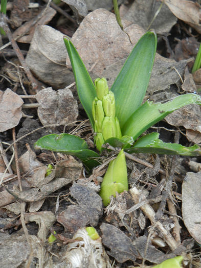 Hyacinthus_Zambila (2013, March 14) Hyacinthus_Zambila (2013, March 14)