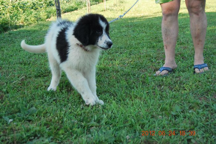 Leo la 3 luni - Ciobanesc romanesc de bucovina