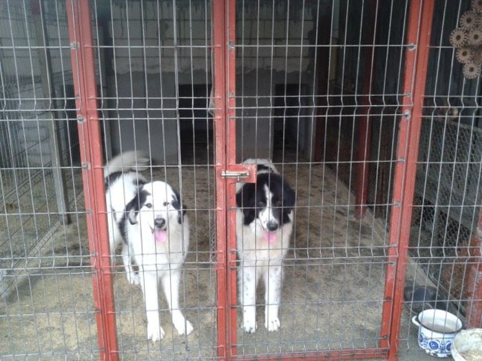 Rona 1,4 ani&Leo 1 an