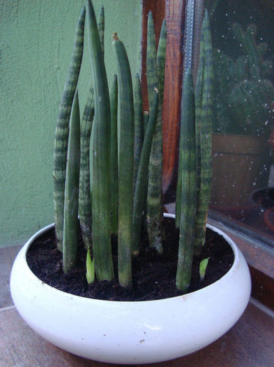 sansevieria