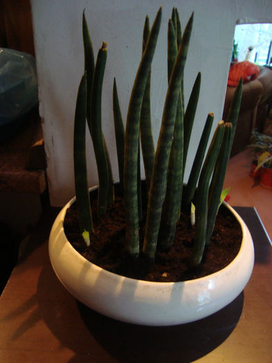 sansevieria - florile mele 1