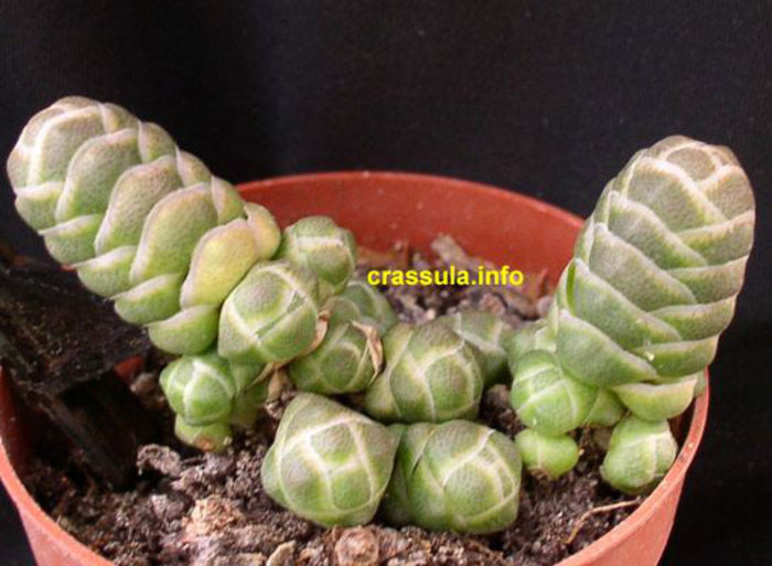 Crassula Barklyi