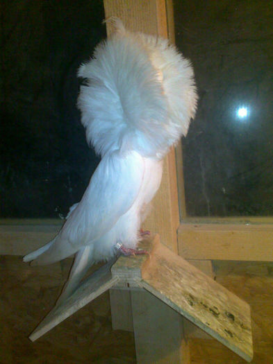 98 - Gulerati-Jacobin