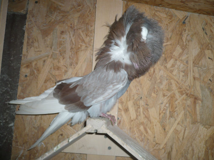 997 - Gulerati-Jacobin