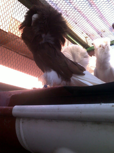 998 - Gulerati-Jacobin