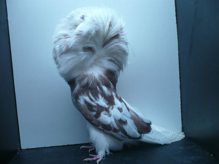 9991 - Gulerati-Jacobin