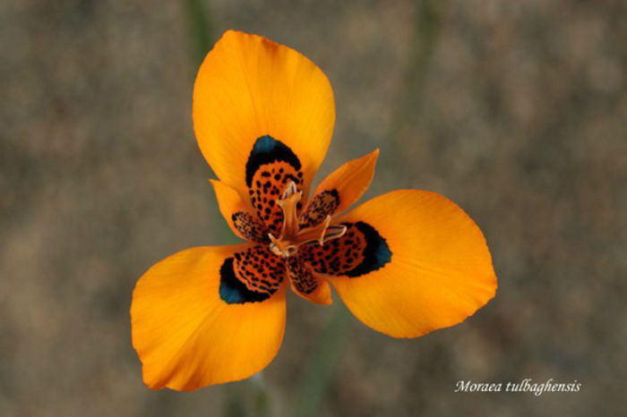 Moraea Tulbaghensis