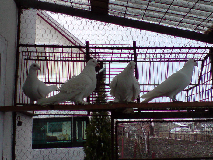 P150313_17.55[03] - cret maghiar