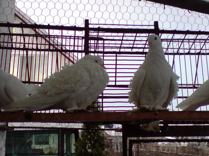 P150313_17.56[01] - cret maghiar