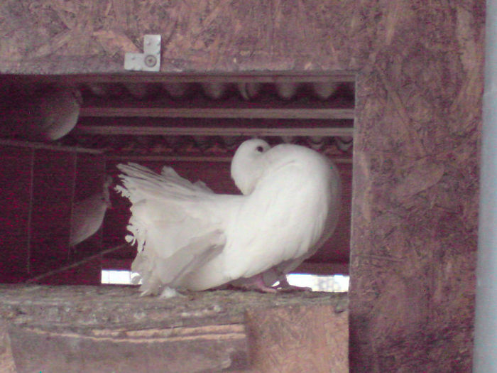 P150313_17.57[03] - cret maghiar