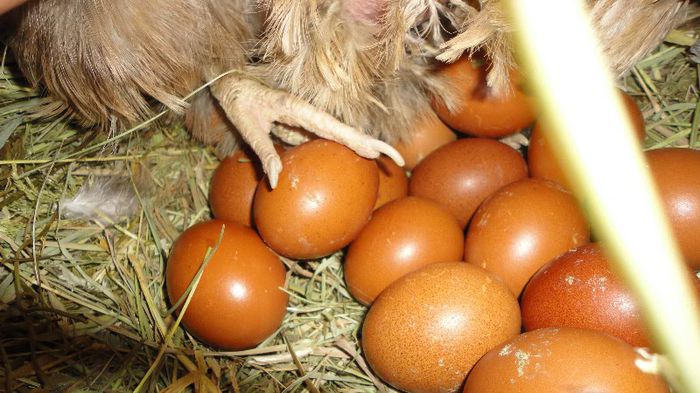 oua de gaini  Marans