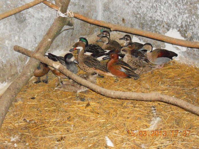 La Odihna - Pasari De Apa