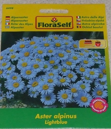 Aster Alpin - Aster