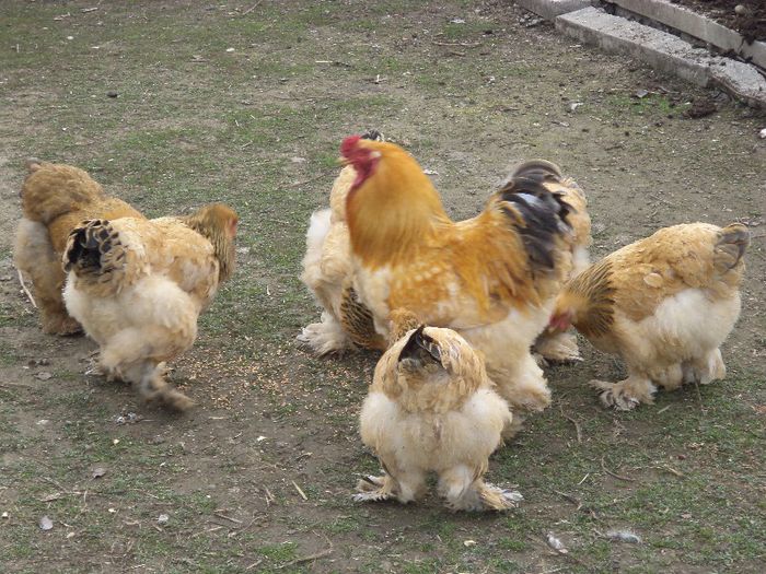 familie columbia - gaini brahma columbia