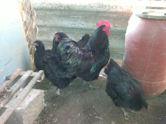 2013-03-15-1302; EL cu fetele
