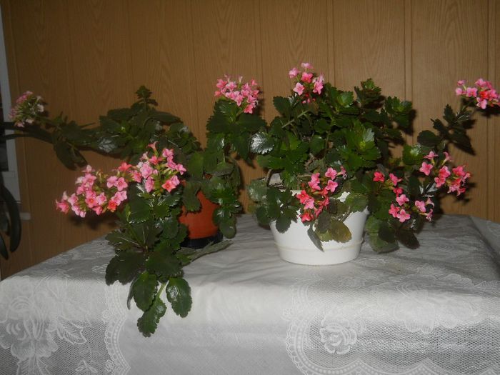 DSCN3809 - KALANCHOE