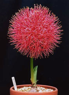 Haemanthus-multiflorus