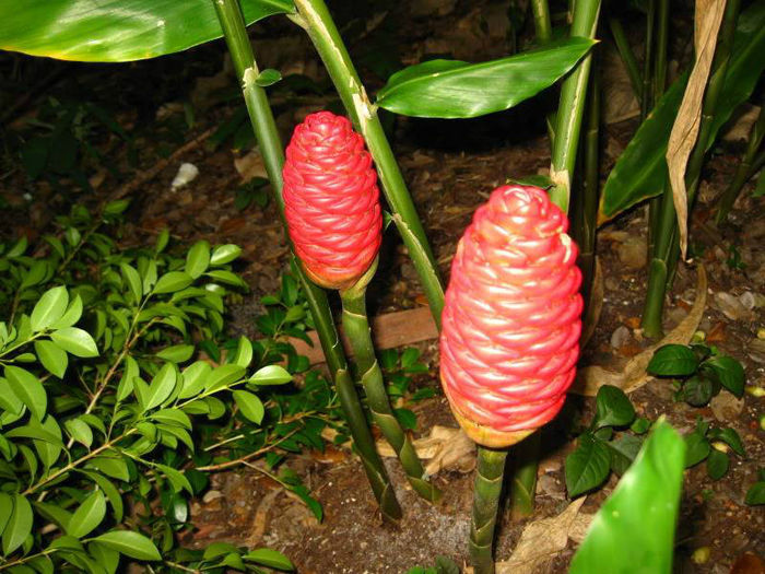 ZINGIBER ZERUMBET bulbi