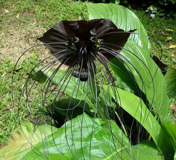 TACCA CHANTRIERI bulbi