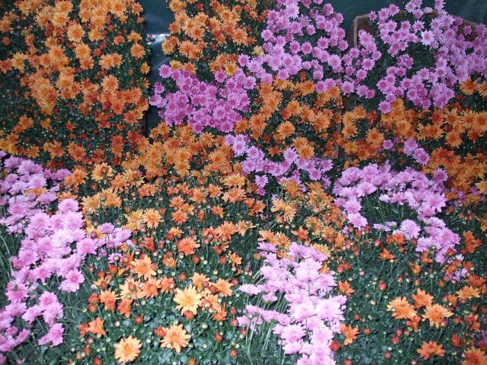 pozici 016 - Crizanteme