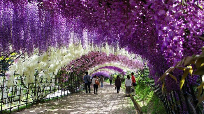 Kawachi_Fuji_Gardens