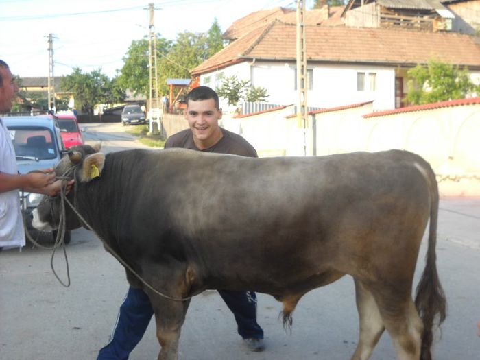 ; taurul sacrificat la nunta mea
