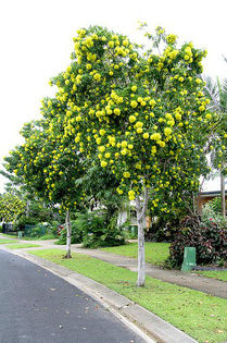 Xanthostemon chrysanthus - 1-de vanzare 2019-2020- SEMINTE TROPICALE RARE