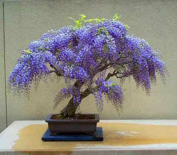 wisteria copac Bolusanthus speciosus