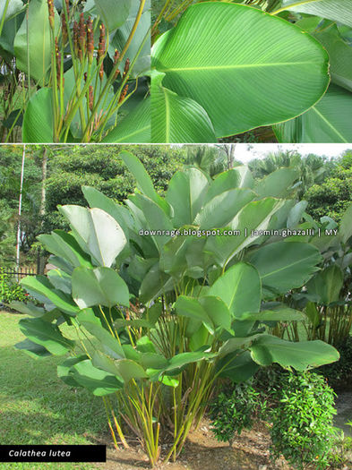 Calathea lutea - 1-de vanzare 2019-2020- SEMINTE TROPICALE RARE